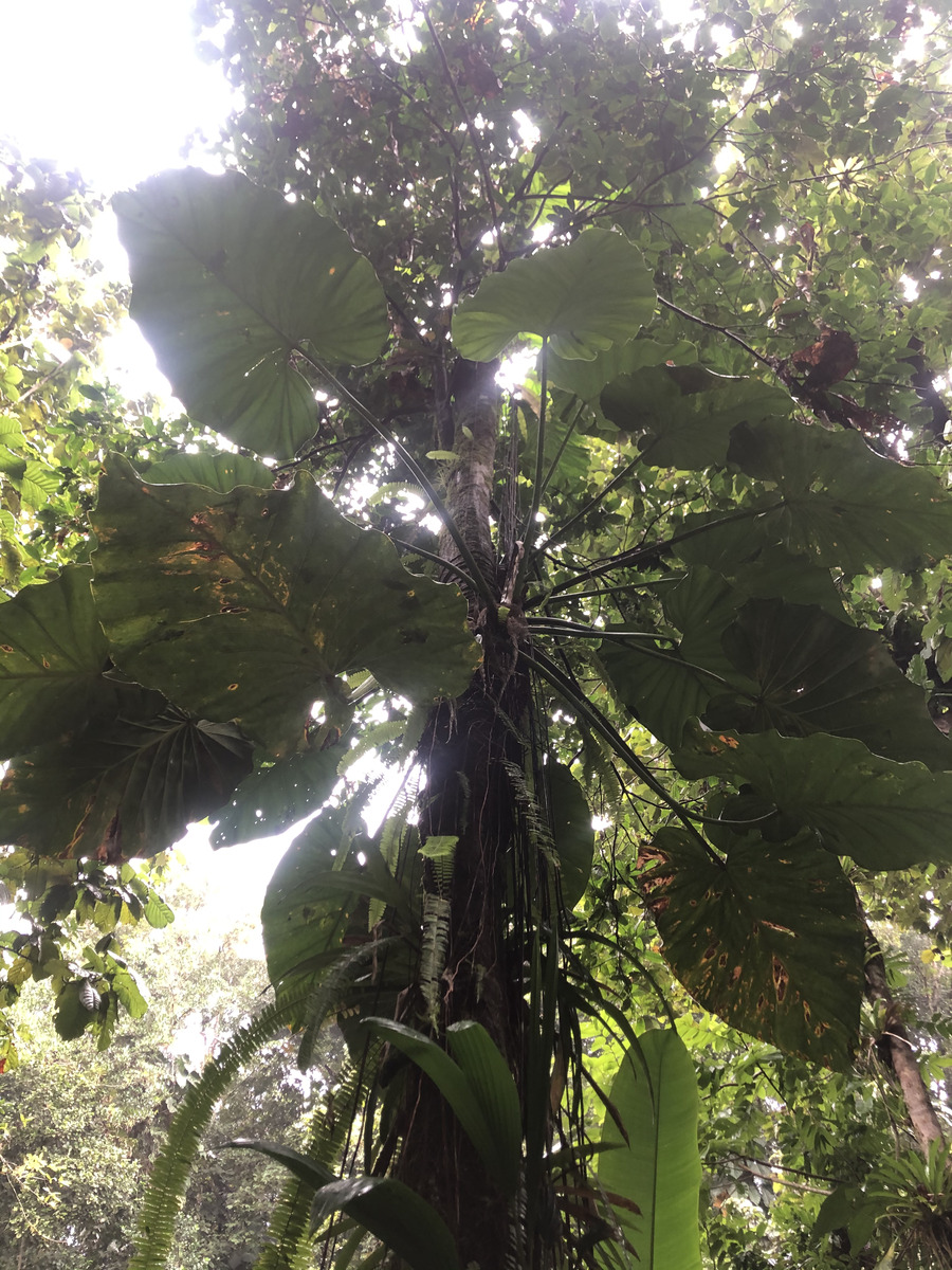 รูปถ่าย กวาเดอลูป(Guadeloupe) น้ำตกกุ้งเครย์ฟิช(Cascade aux ecrevisses) 2021-02 2
