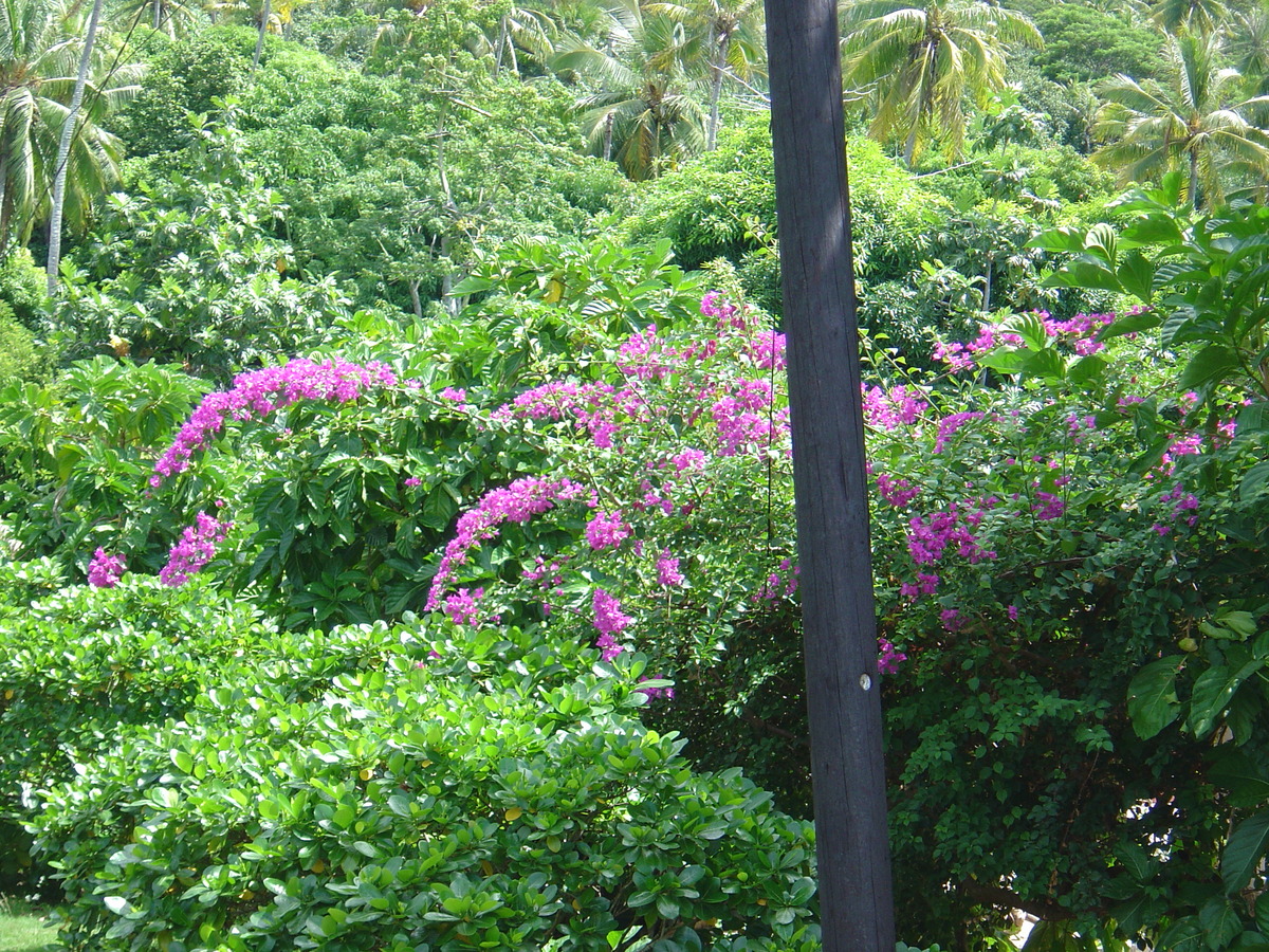 รูปถ่าย เฟรนช์โพลี่นีเซีย(Polynesia) โรงแรมเลอเมอริเดียน โบราโบรา(Meridien Bora Bora Hotel) 2006-04 178