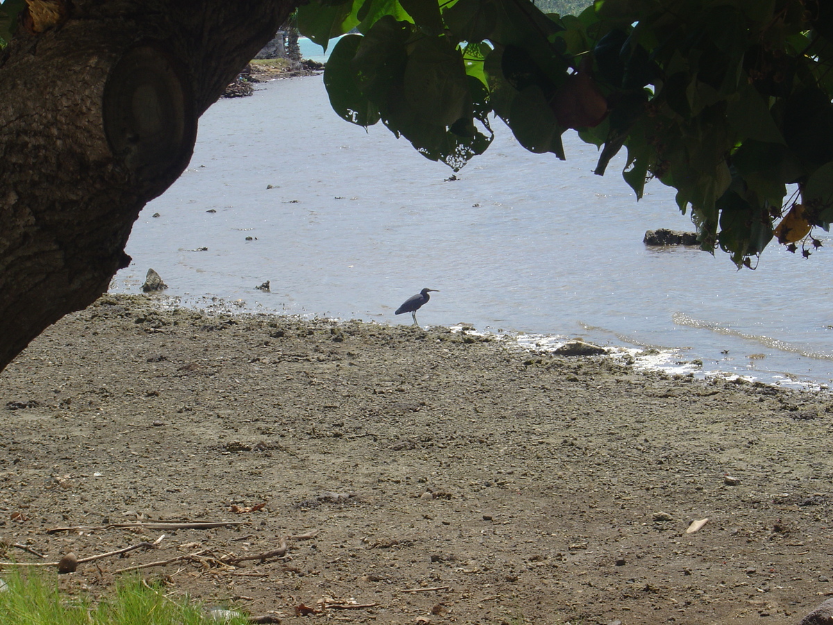 รูปถ่าย เฟรนช์โพลี่นีเซีย(Polynesia) โบราโบรา(Bora Bora) 2006-04 65
