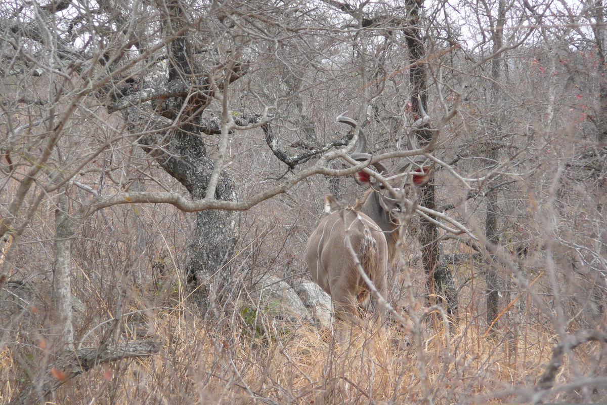 รูปถ่าย แอฟริกาใต้(South Africa) อุทยานแห่งชาติครูเกอร์(Kruger National Park) ถนนเลียบแม่น้ำครอกโคไดล์(Crocodile River road) 2008-09 43