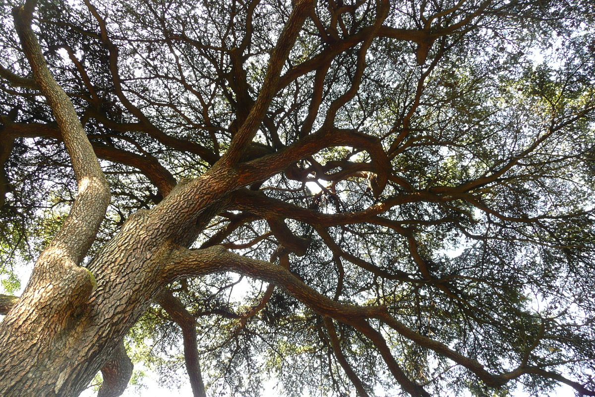 รูปถ่าย ฝรั่งเศส(France) ปารีส(Paris) สวนพันธ์ุพืช(Jardin des Plantes) 2007-08 28
