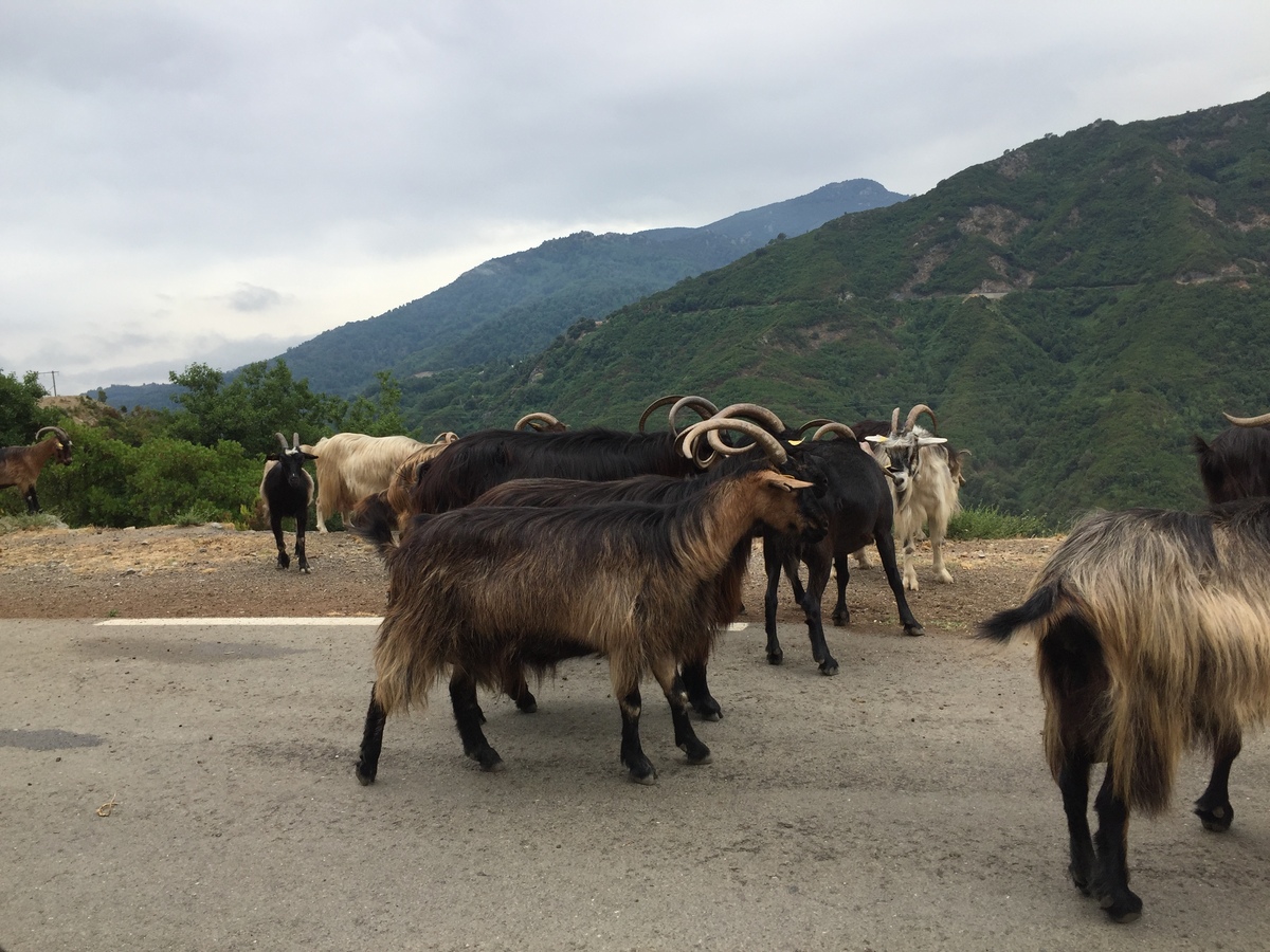 รูปถ่าย ฝรั่งเศส(France) คอร์สิคา(Corsica) วัลเล-ดาเลซานี(Valle d'alesani) 2017-07 11