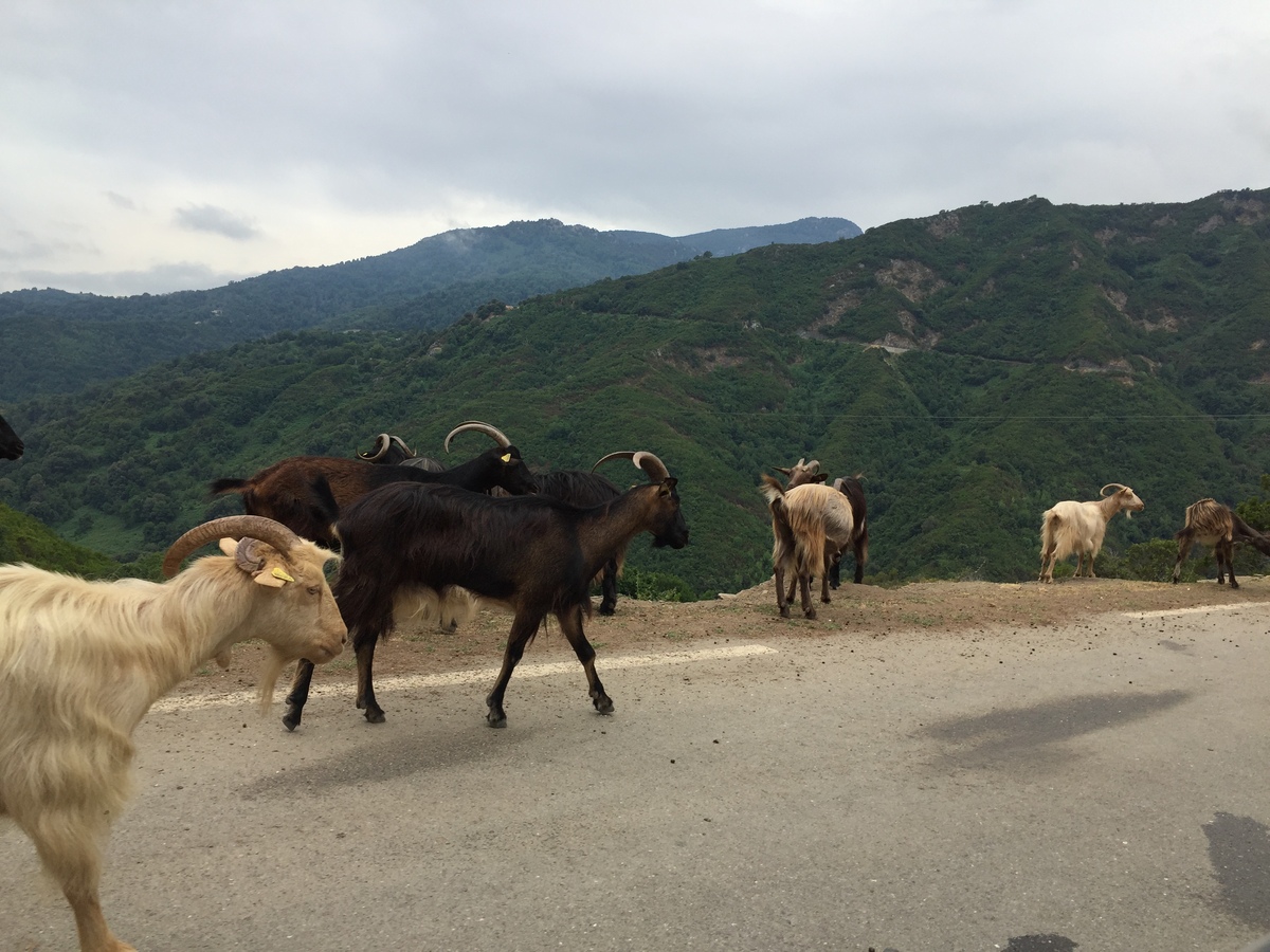 รูปถ่าย ฝรั่งเศส(France) คอร์สิคา(Corsica) วัลเล-ดาเลซานี(Valle d'alesani) 2017-07 13