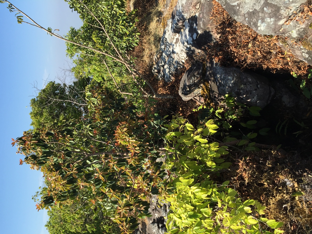 รูปถ่าย ไทย(Thailand) อุทยานแห่งชาติภูหินร่องกล้า(Phu Hin Rong Kla National Park) 2014-12 85