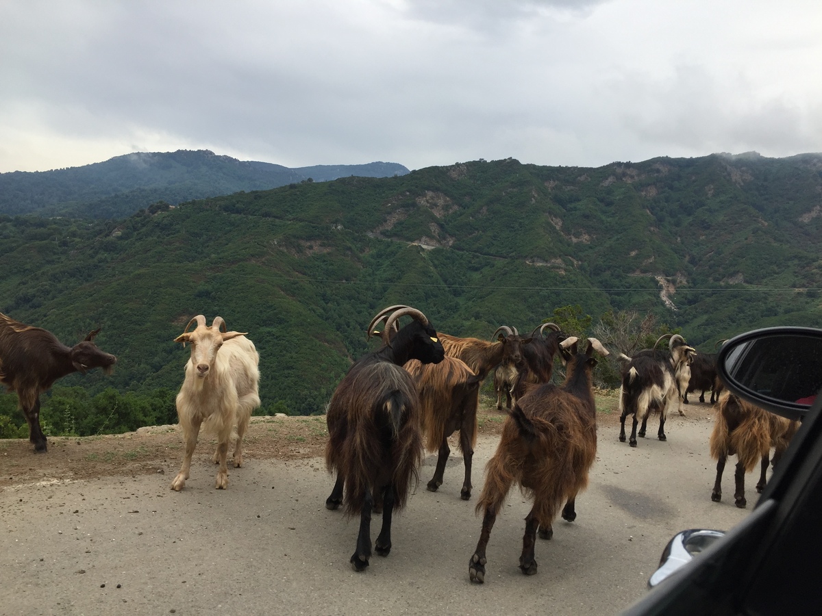 รูปถ่าย ฝรั่งเศส(France) คอร์สิคา(Corsica) วัลเล-ดาเลซานี(Valle d'alesani) 2017-07 5