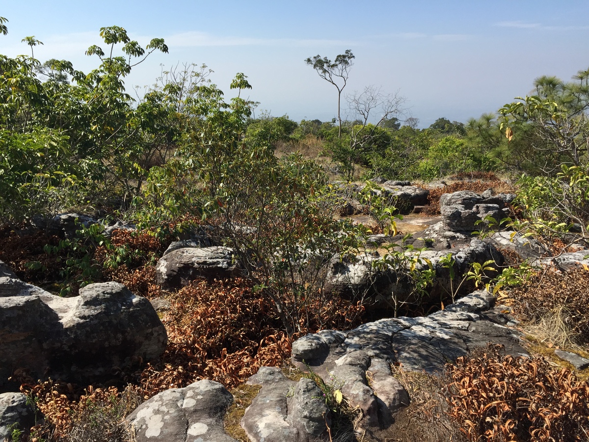 รูปถ่าย ไทย(Thailand) อุทยานแห่งชาติภูหินร่องกล้า(Phu Hin Rong Kla National Park) 2014-12 326
