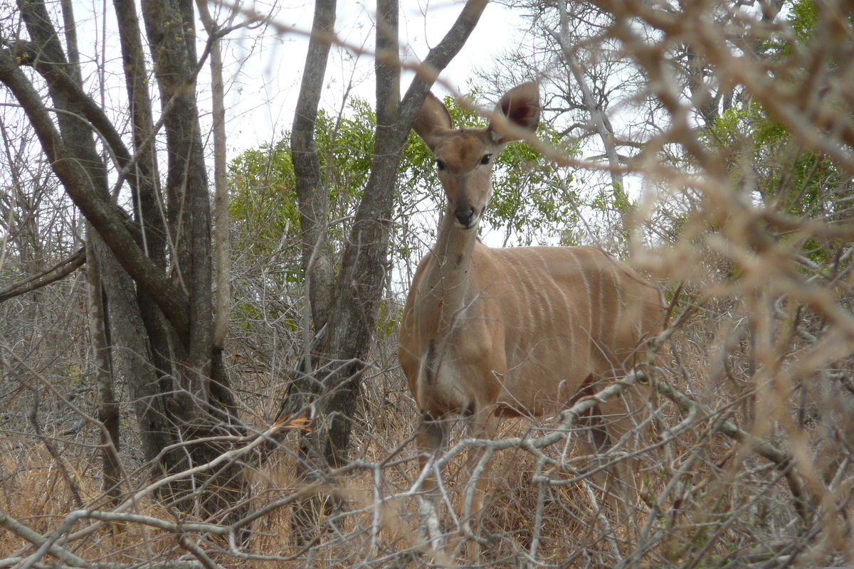 รูปถ่าย แอฟริกาใต้(South Africa) อุทยานแห่งชาติครูเกอร์(Kruger National Park) ถนนเลียบแม่น้ำครอกโคไดล์(Crocodile River road) 2008-09 58