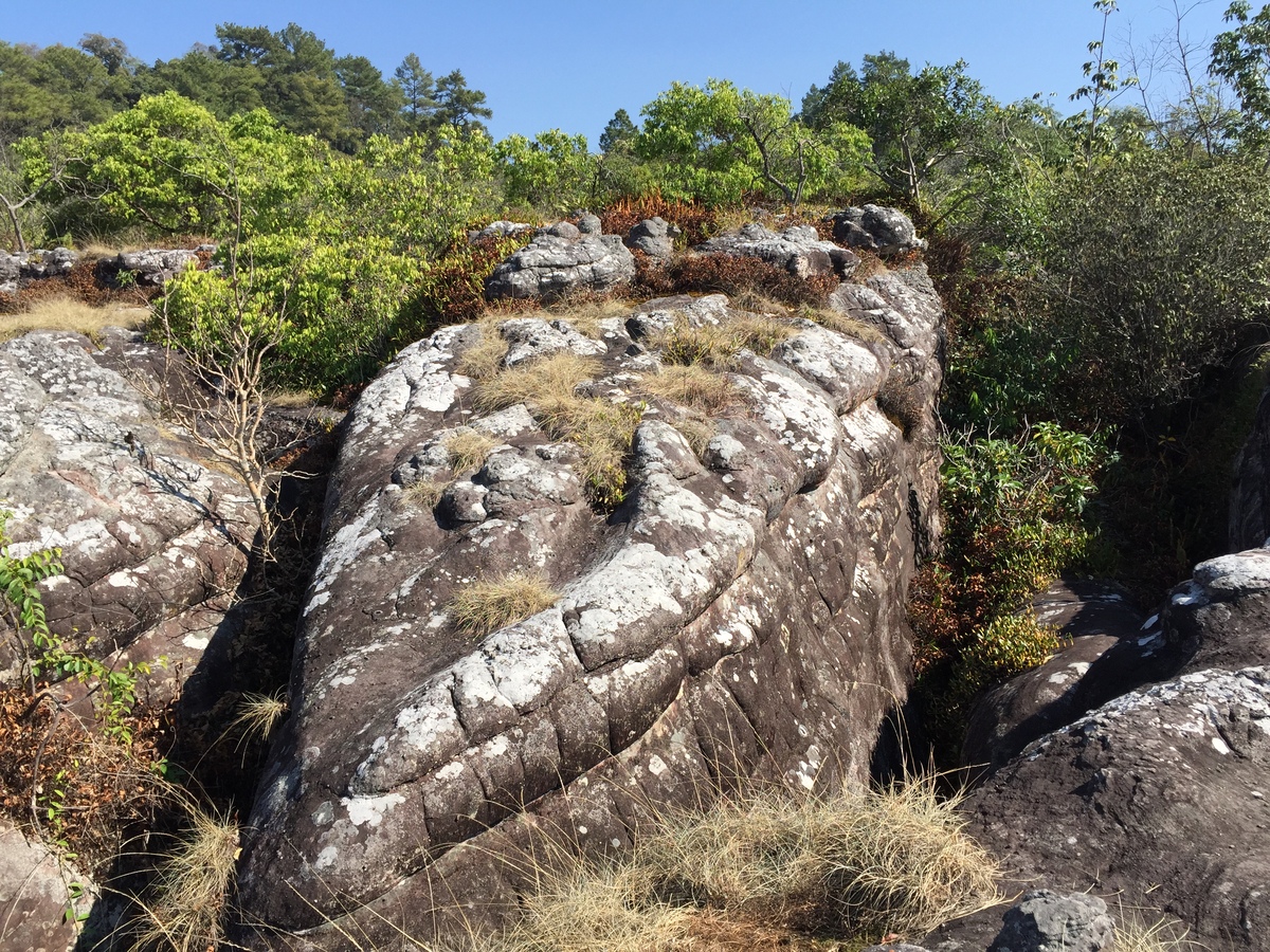 รูปถ่าย ไทย(Thailand) อุทยานแห่งชาติภูหินร่องกล้า(Phu Hin Rong Kla National Park) 2014-12 298