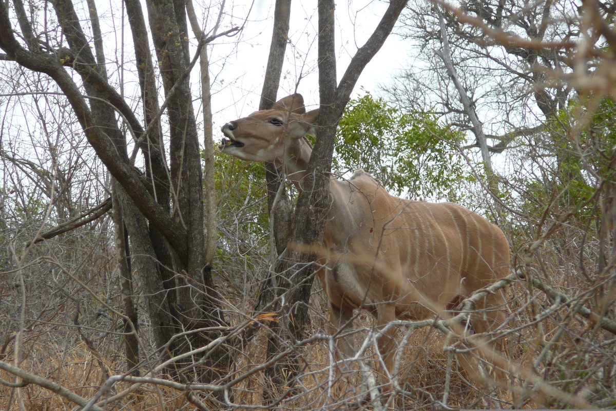 รูปถ่าย แอฟริกาใต้(South Africa) อุทยานแห่งชาติครูเกอร์(Kruger National Park) ถนนเลียบแม่น้ำครอกโคไดล์(Crocodile River road) 2008-09 52