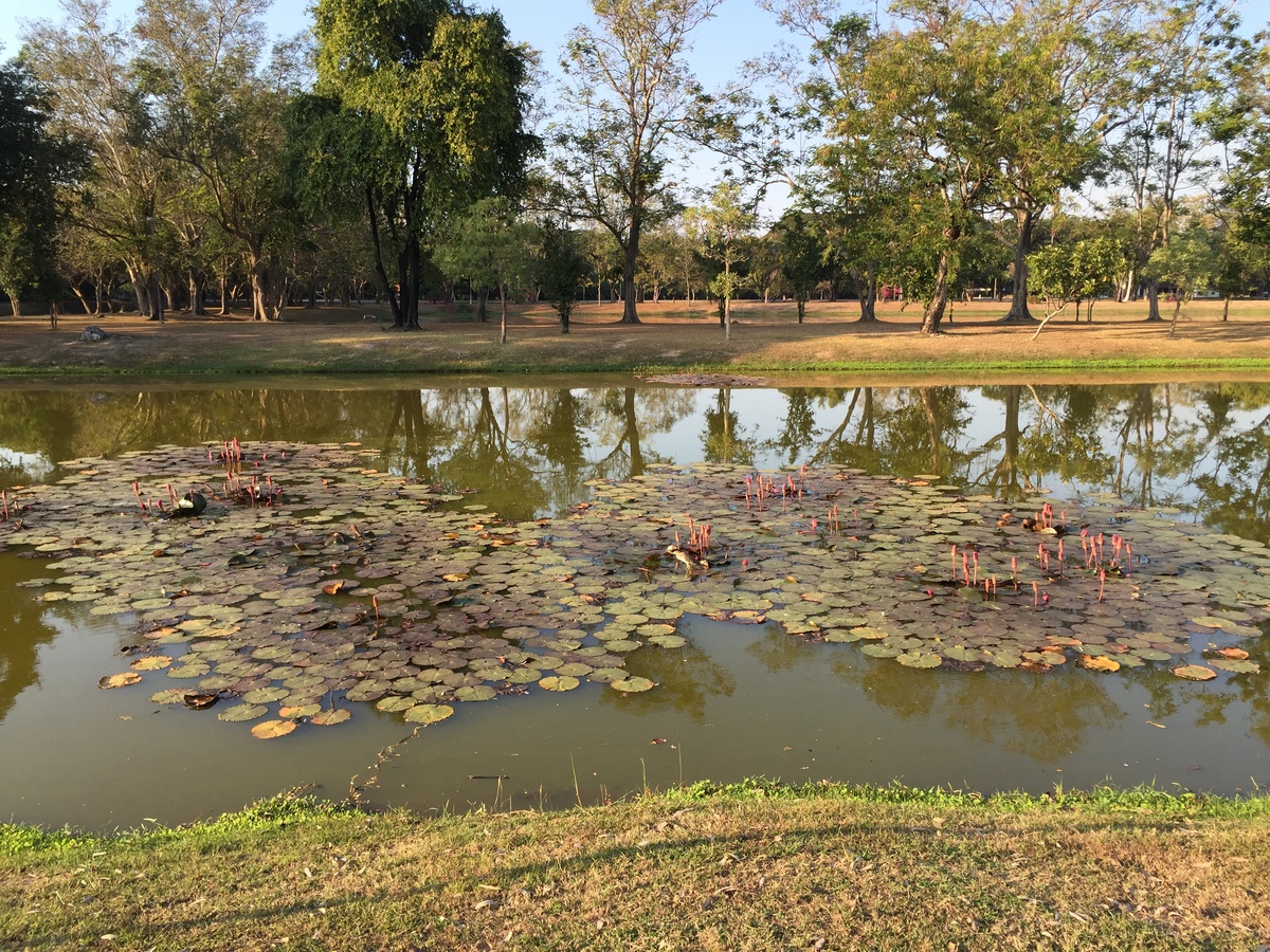 รูปถ่าย ไทย(Thailand) สุโขทัย(Sukhothai) 2014-12 70