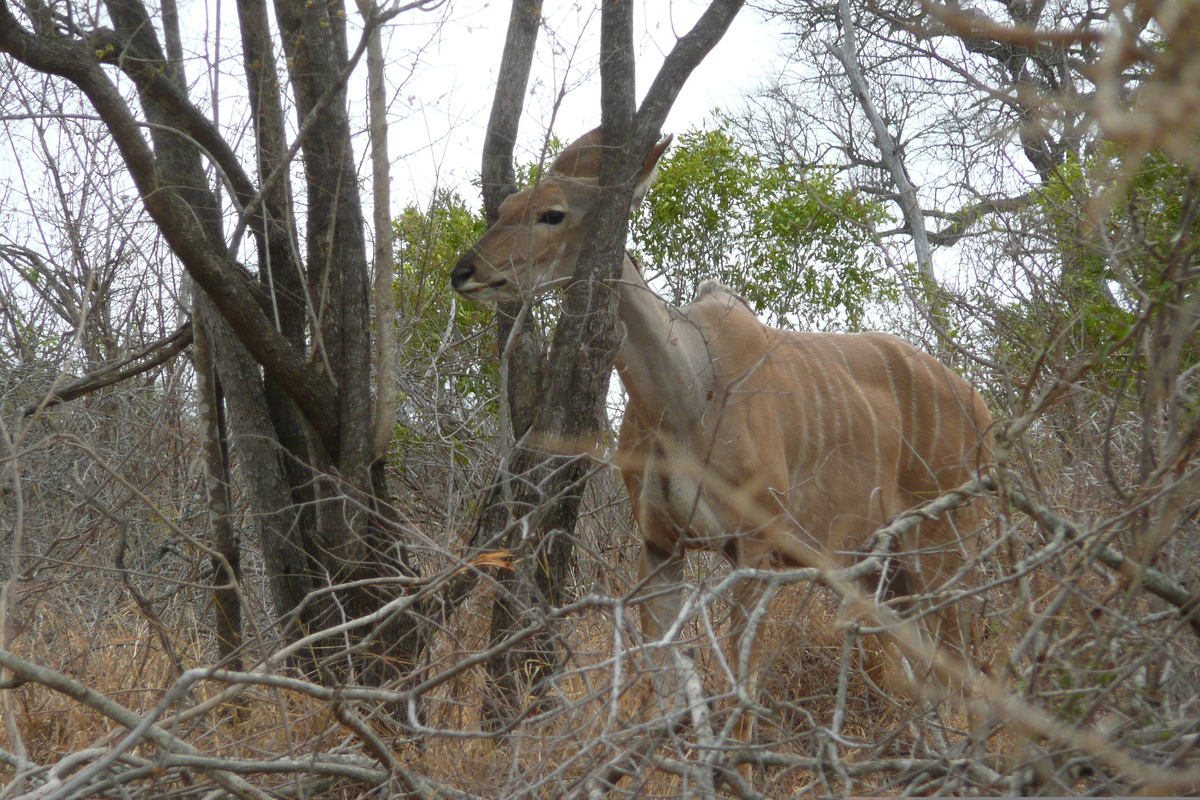 รูปถ่าย แอฟริกาใต้(South Africa) อุทยานแห่งชาติครูเกอร์(Kruger National Park) ถนนเลียบแม่น้ำครอกโคไดล์(Crocodile River road) 2008-09 55