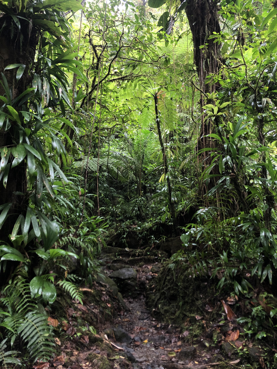 รูปถ่าย กวาเดอลูป(Guadeloupe) น้ำตกการ์เบ(Carbet Falls) 2021-02 5