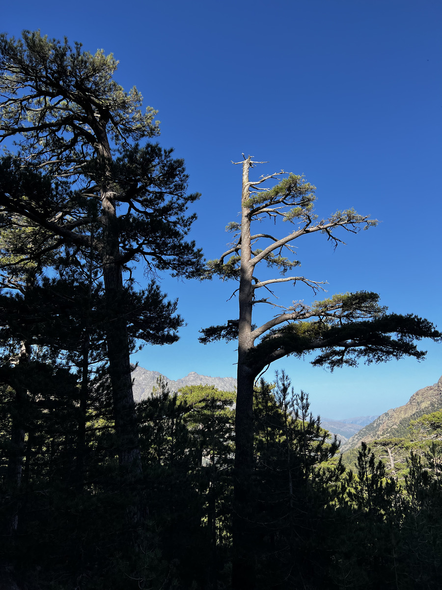 รูปถ่าย ฝรั่งเศส(France) คอร์สิคา(Corsica) ภูเขามอนเตชินโต(Monte Cinto) 2023-10 98