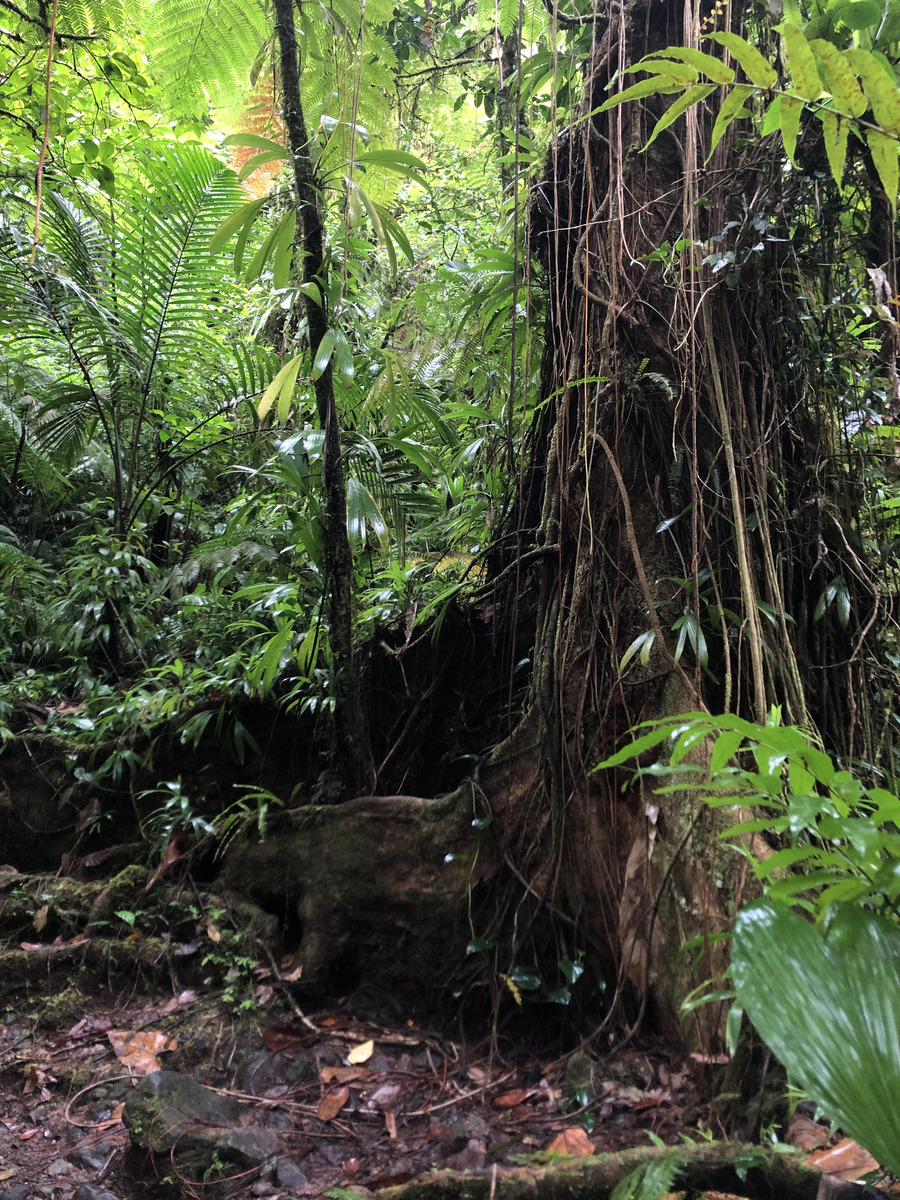 รูปถ่าย กวาเดอลูป(Guadeloupe) น้ำตกการ์เบ(Carbet Falls) 2021-02 11