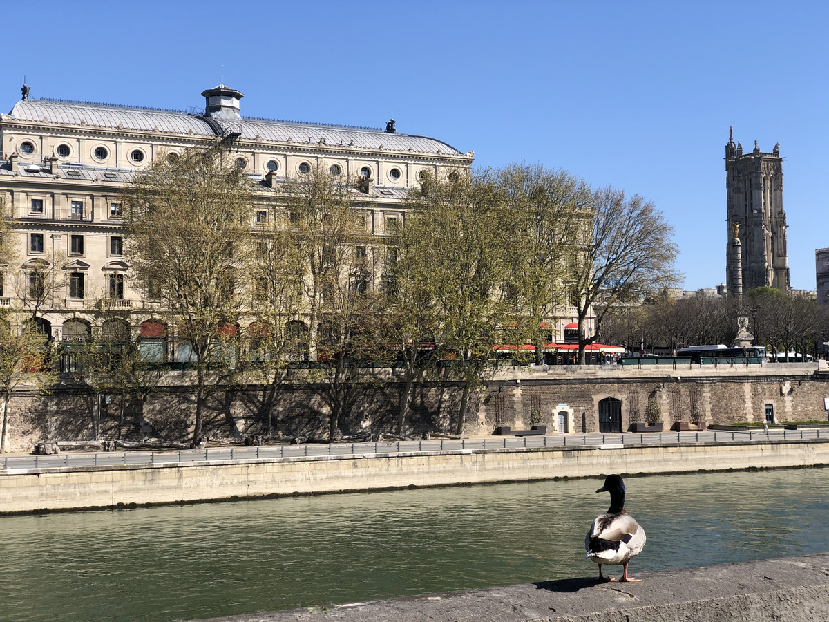 รูปถ่าย ฝรั่งเศส(France) ปารีสช่วงล็อกดาวน์(Paris lockdown) 2020-04 25