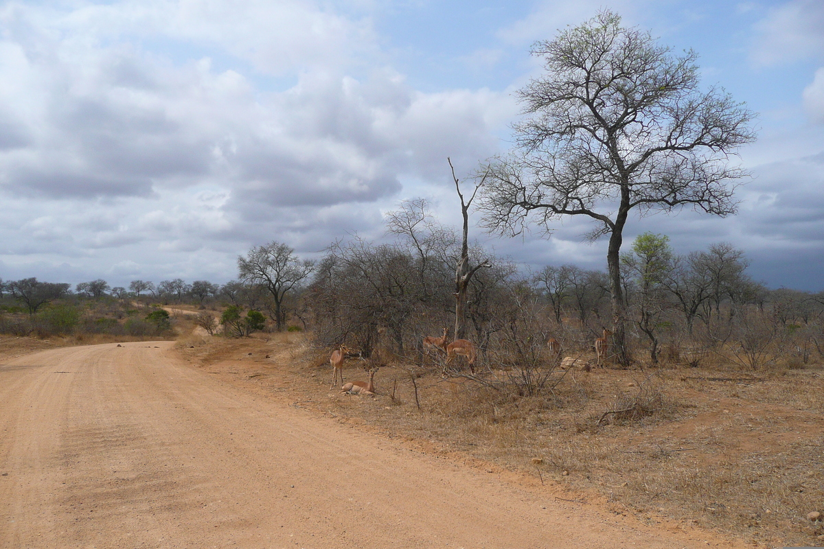 รูปถ่าย แอฟริกาใต้(South Africa) อุทยานแห่งชาติครูเกอร์(Kruger National Park) ถนนเลียบแม่น้ำครอกโคไดล์(Crocodile River road) 2008-09 14