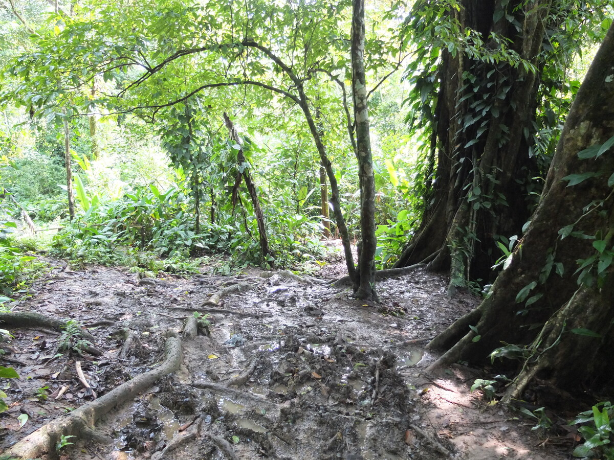 รูปถ่าย ปานามา(Panama) เกาะบาสติเมนโตส(Bastimentos) 2015-03 34