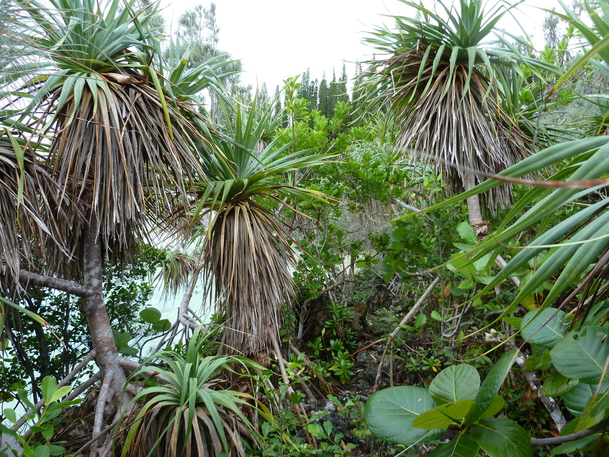 รูปถ่าย นิวแคลิโดเนีย(New Caledonia) เกาะต้นสน(Ile des pins) อ่าวโอโร(Oro Bay) 2010-05 51
