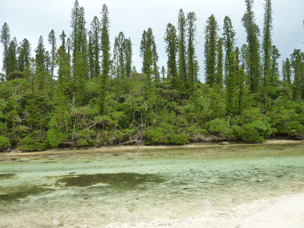 รูปถ่าย นิวแคลิโดเนีย(New Caledonia) เกาะต้นสน(Ile des pins) อ่าวโอโร(Oro Bay) 2010-05 53