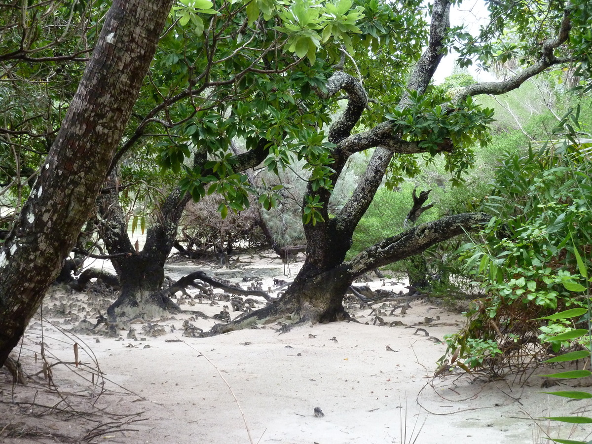 รูปถ่าย นิวแคลิโดเนีย(New Caledonia) เกาะต้นสน(Ile des pins) อ่าวโอโร(Oro Bay) 2010-05 65