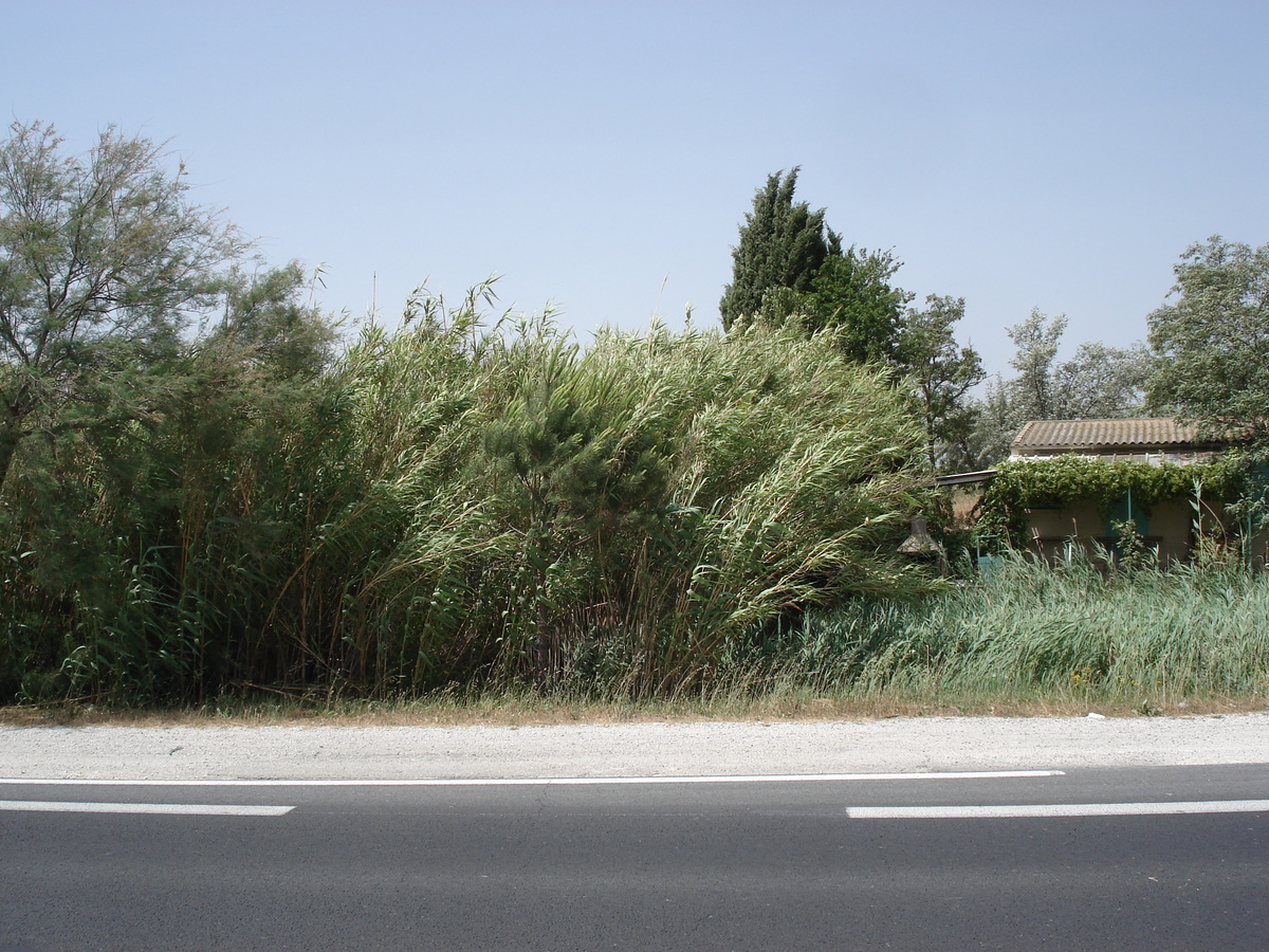 รูปถ่าย ฝรั่งเศส(France) กามาร์เกอ(Camargue) 2006-06 3
