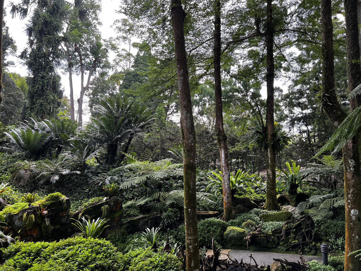 รูปถ่าย สิงคโปร์(Singapore) สวนพฤกษศาสตร์สิงคโปร์(Singapore Botanic Gardens) 2023-01 39