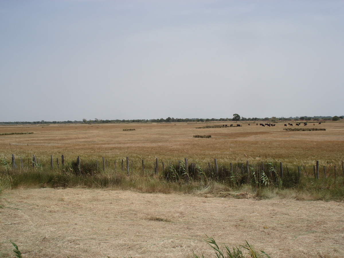 รูปถ่าย ฝรั่งเศส(France) กามาร์เกอ(Camargue) 2006-06 0