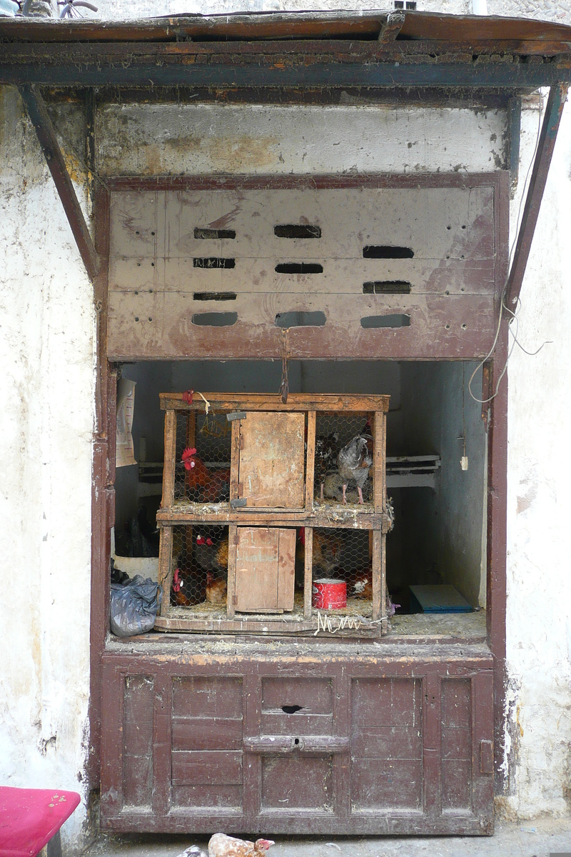 รูปถ่าย โมร็อกโก(Morocco) เฟส(Fes) 2008-07 15