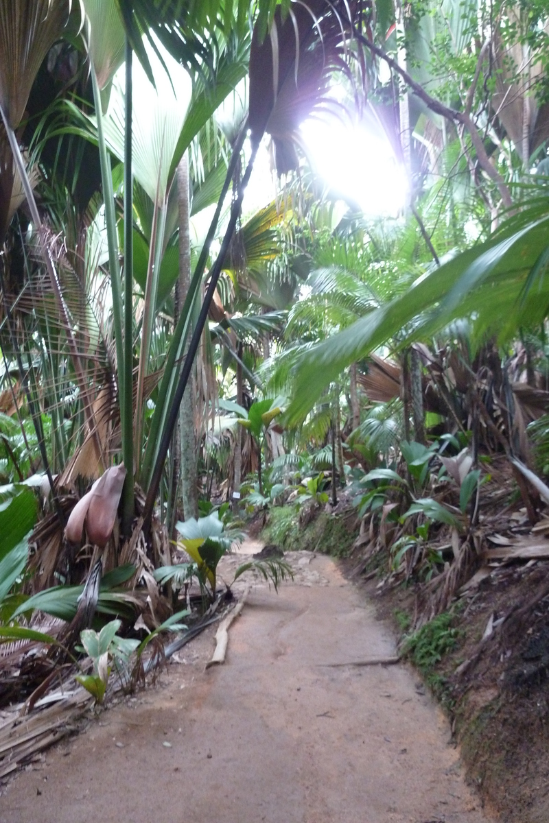 รูปถ่าย เซเชลส์(Seychelles) หุบเขาเดอไม(Vallee de Mai) 2011-10 49