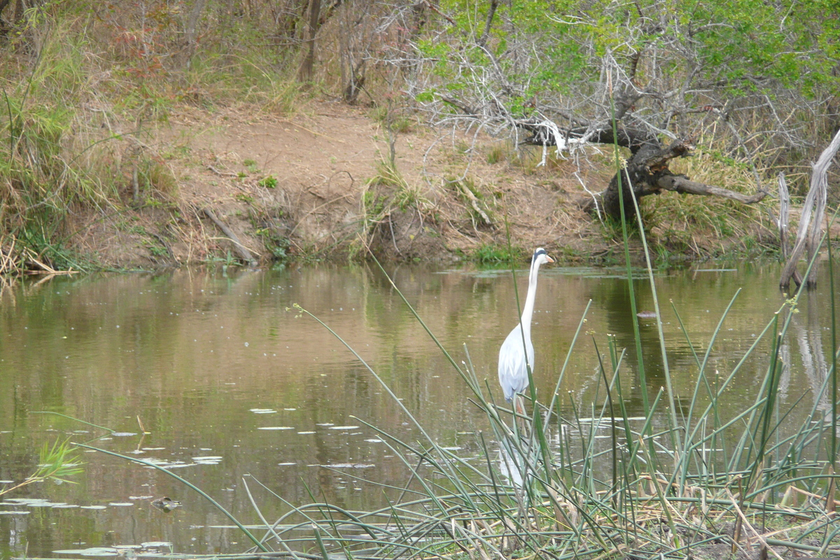รูปถ่าย แอฟริกาใต้(South Africa) อุทยานแห่งชาติครูเกอร์(Kruger National Park) แม่น้ำซาเบิล(Sable River) 2008-09 48