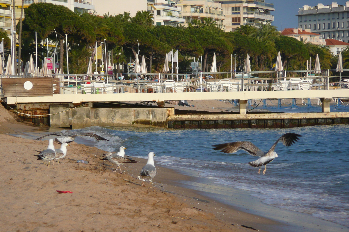 รูปถ่าย ฝรั่งเศส(France) คานส์(Cannes) หาดทราย(Beach) 2008-04 38