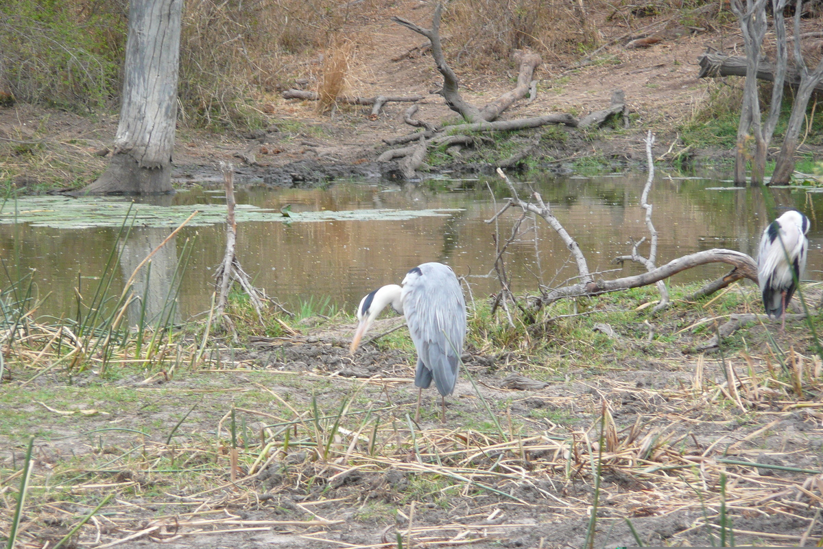รูปถ่าย แอฟริกาใต้(South Africa) อุทยานแห่งชาติครูเกอร์(Kruger National Park) แม่น้ำซาเบิล(Sable River) 2008-09 39