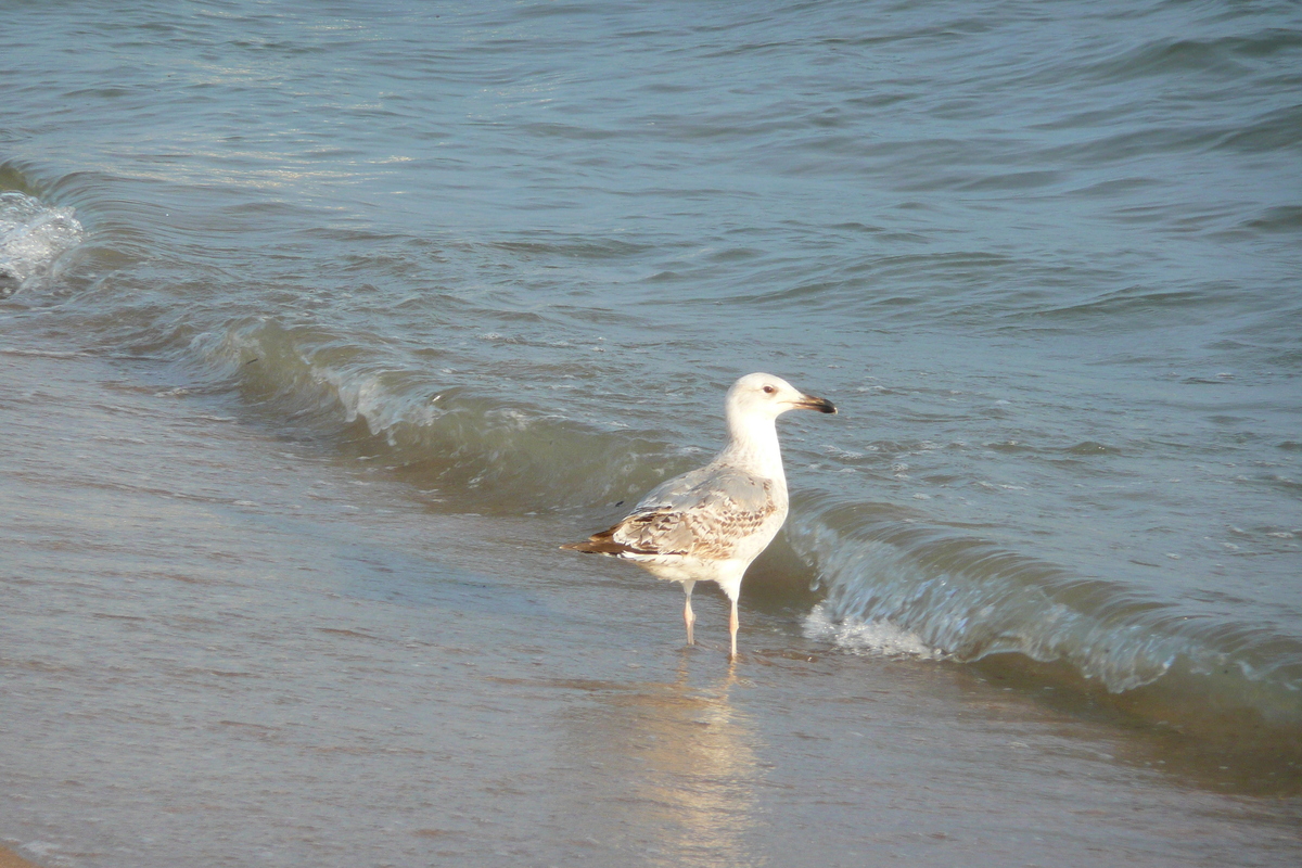 รูปถ่าย ฝรั่งเศส(France) คานส์(Cannes) หาดทราย(Beach) 2008-04 40