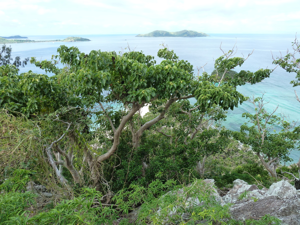 รูปถ่าย ฟิจิ(Fiji) เกาะแคสต์อะเวย์(Castaway Island) 2010-05 74