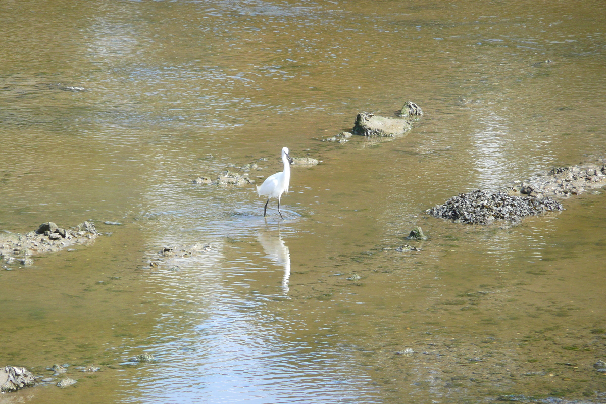 รูปถ่าย ฝรั่งเศส(France) ปงลาเบ(Pont l'abbe) 2008-07 3