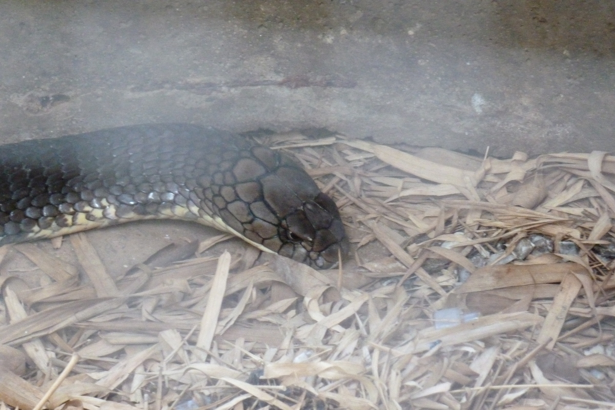 รูปถ่าย ไทย(Thailand) เชียงใหม่(Chiang Mai) ฟาร์มงูแม่สา(Mae Sa Snake Farm) 2010-12 23