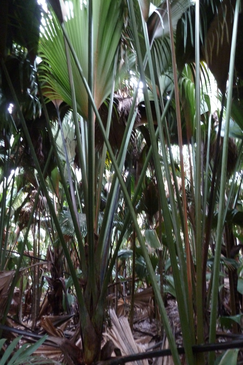 รูปถ่าย เซเชลส์(Seychelles) หุบเขาเดอไม(Vallee de Mai) 2011-10 51