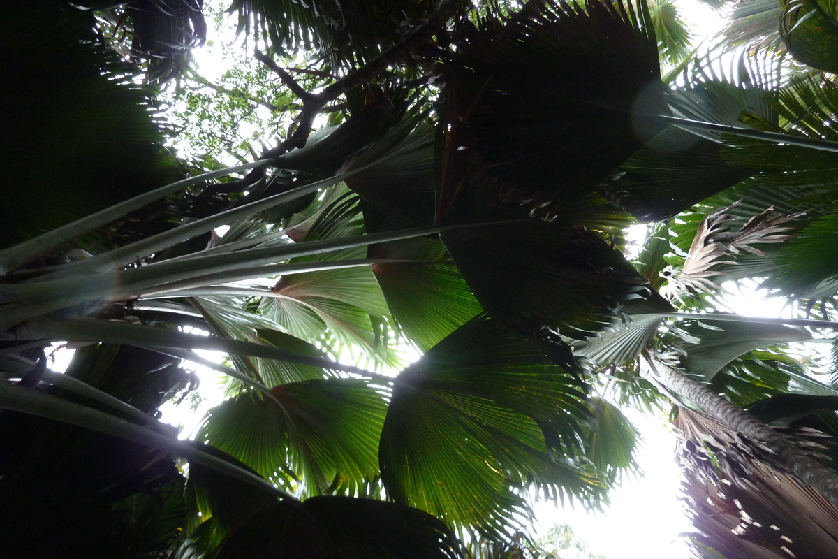 รูปถ่าย เซเชลส์(Seychelles) หุบเขาเดอไม(Vallee de Mai) 2011-10 55