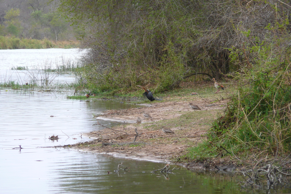 รูปถ่าย แอฟริกาใต้(South Africa) อุทยานแห่งชาติครูเกอร์(Kruger National Park) แม่น้ำซาเบิล(Sable River) 2008-09 36