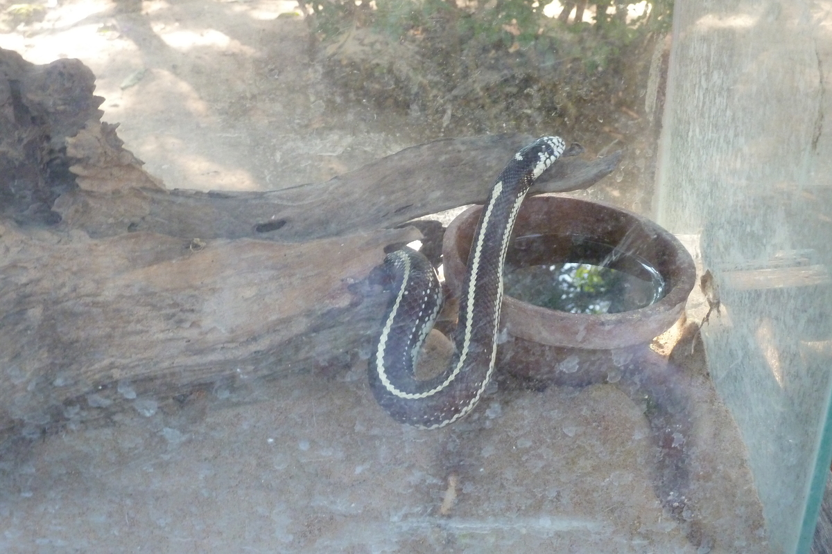 รูปถ่าย ไทย(Thailand) เชียงใหม่(Chiang Mai) ฟาร์มงูแม่สา(Mae Sa Snake Farm) 2010-12 32