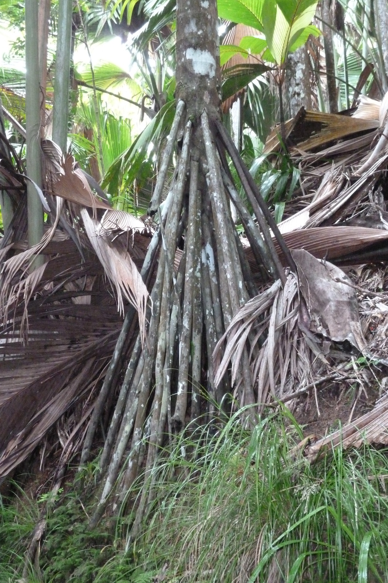 รูปถ่าย เซเชลส์(Seychelles) หุบเขาเดอไม(Vallee de Mai) 2011-10 91