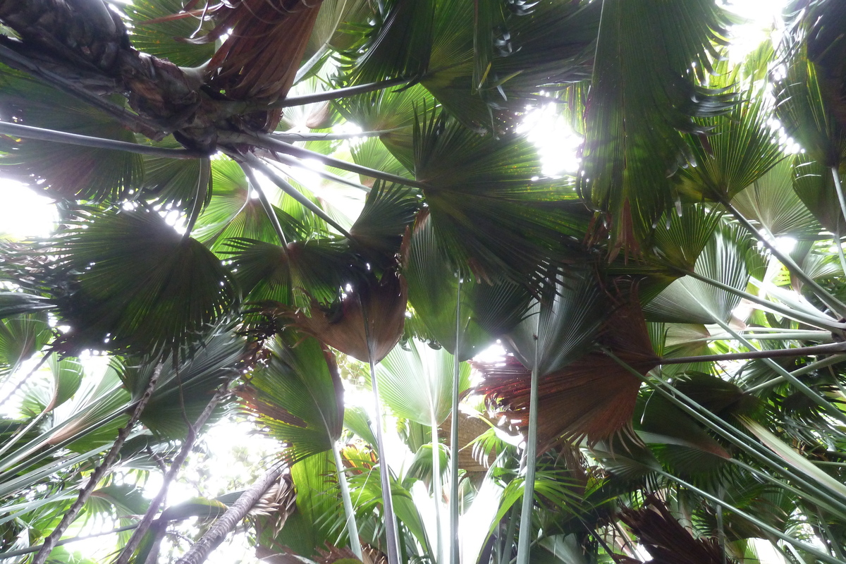 รูปถ่าย เซเชลส์(Seychelles) หุบเขาเดอไม(Vallee de Mai) 2011-10 69
