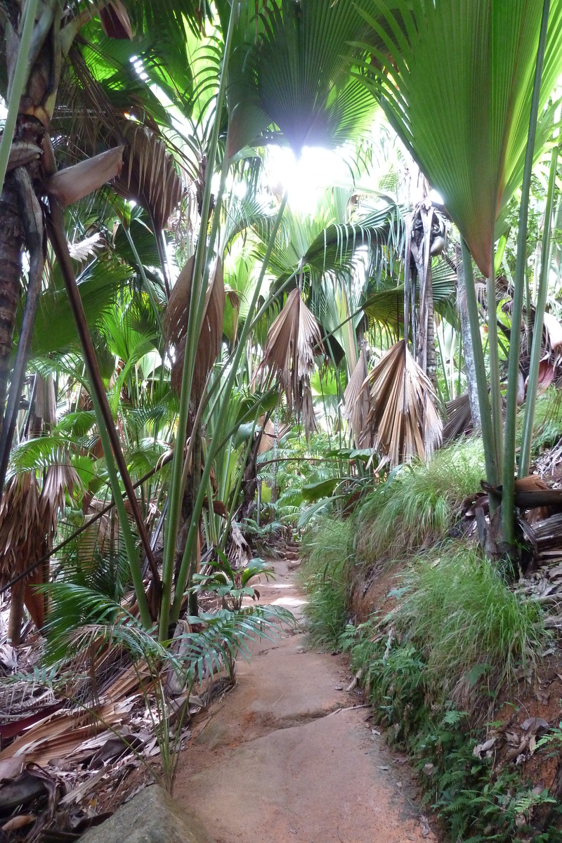 รูปถ่าย เซเชลส์(Seychelles) หุบเขาเดอไม(Vallee de Mai) 2011-10 68