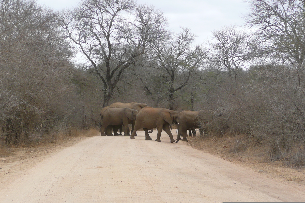 รูปถ่าย แอฟริกาใต้(South Africa) อุทยานแห่งชาติครูเกอร์(Kruger National Park) แม่น้ำซาเบิล(Sable River) 2008-09 51