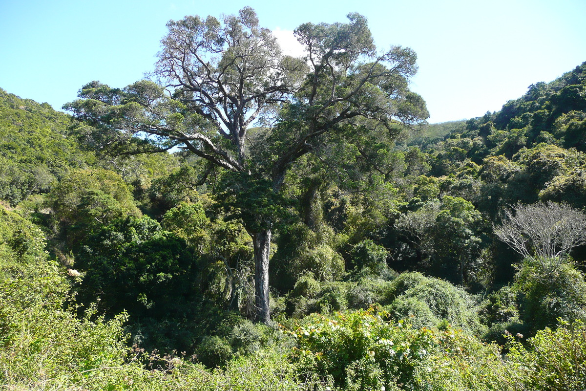รูปถ่าย แอฟริกาใต้(South Africa) หุบเขาเนเจอร์ส(Nature's Valley) 2008-09 11