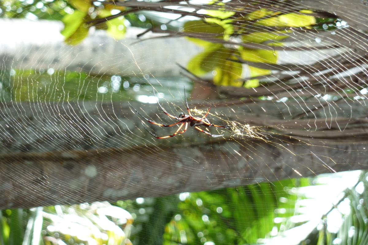 รูปถ่าย เซเชลส์(Seychelles) หุบเขาเดอไม(Vallee de Mai) 2011-10 67