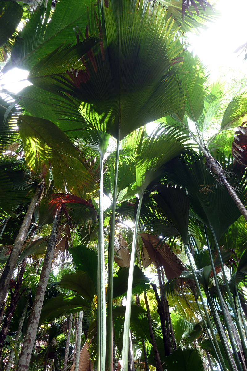 รูปถ่าย เซเชลส์(Seychelles) 2011-10 180
