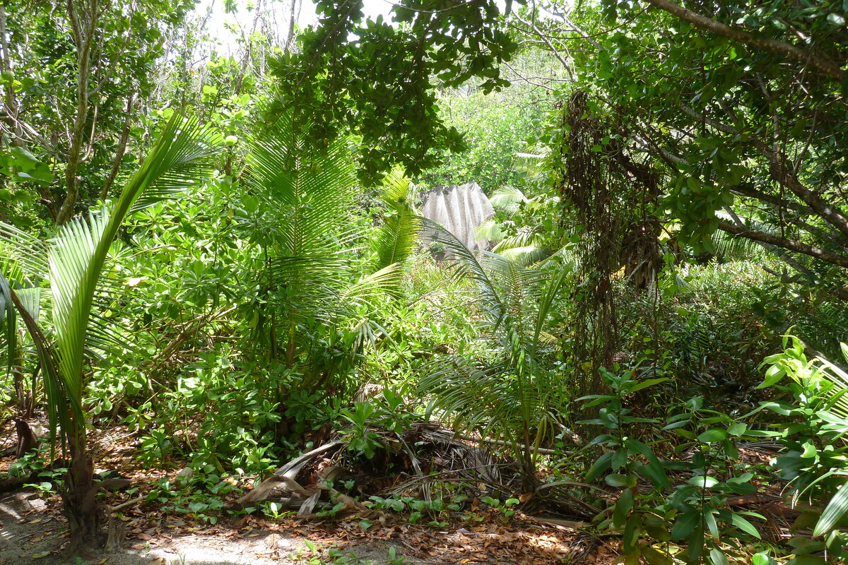 รูปถ่าย เซเชลส์(Seychelles) เกาะลาดีก(La Digue) 2011-10 232