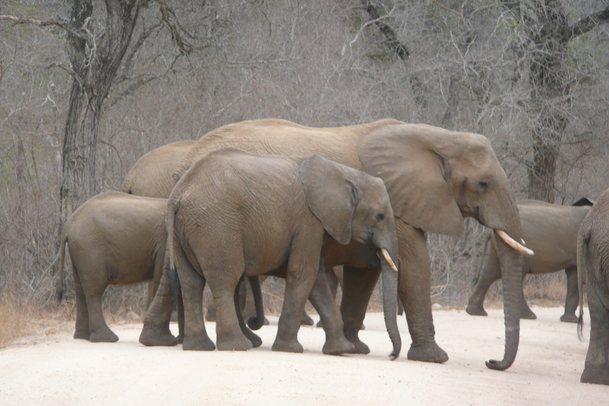 รูปถ่าย แอฟริกาใต้(South Africa) อุทยานแห่งชาติครูเกอร์(Kruger National Park) แม่น้ำซาเบิล(Sable River) 2008-09 56