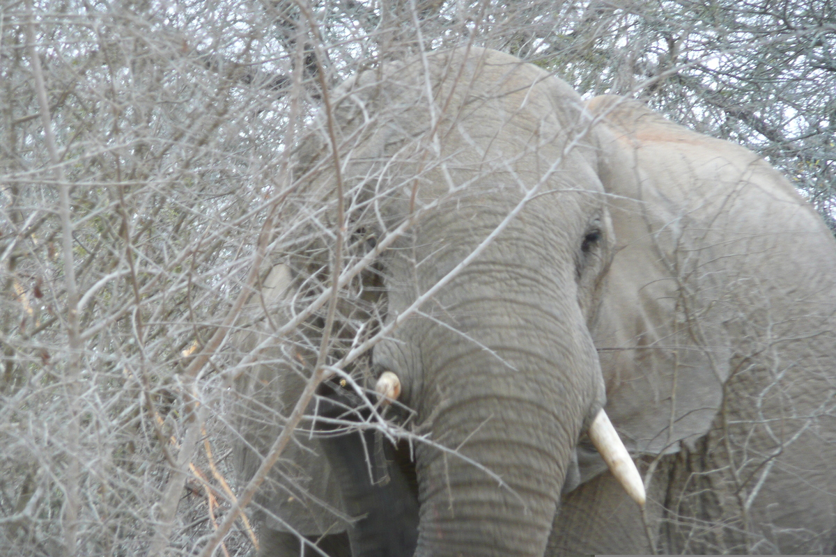 รูปถ่าย แอฟริกาใต้(South Africa) อุทยานแห่งชาติครูเกอร์(Kruger National Park) แม่น้ำซาเบิล(Sable River) 2008-09 68